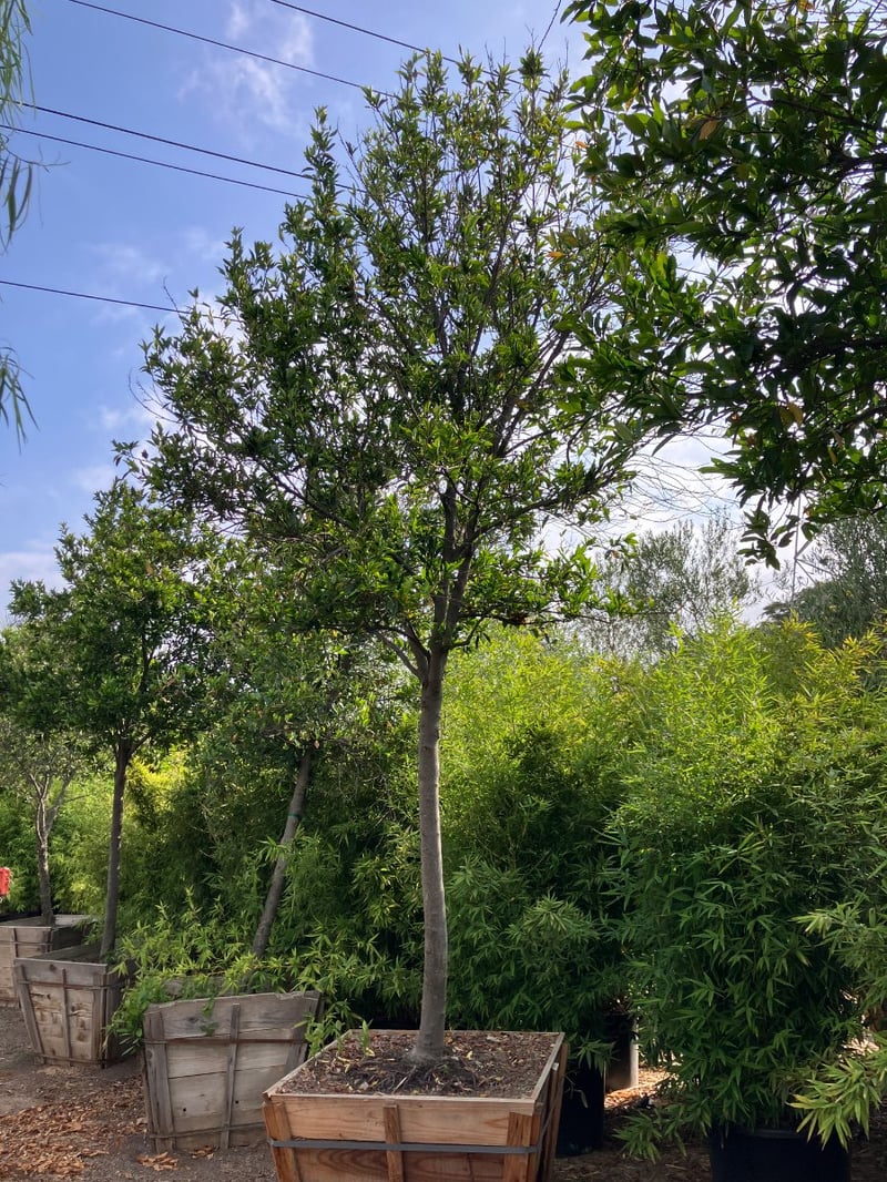 Photo for Prunus caroliniana (Standard) (Cherry Laurel Tree)