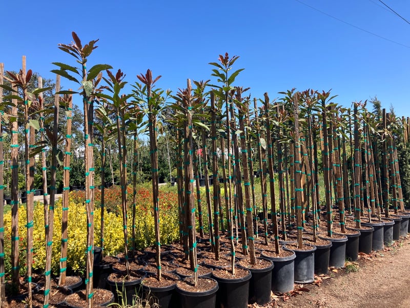 Photo for Eriobotrya deflexa (Bronze Loquat)