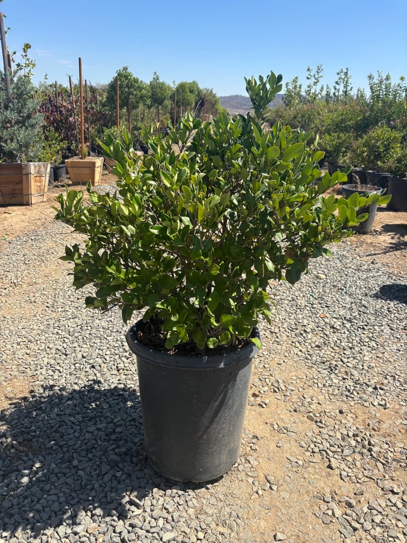Photo for Ligustrum japonicum 'Texanum' (Hedge) (Waxleaf Privet)