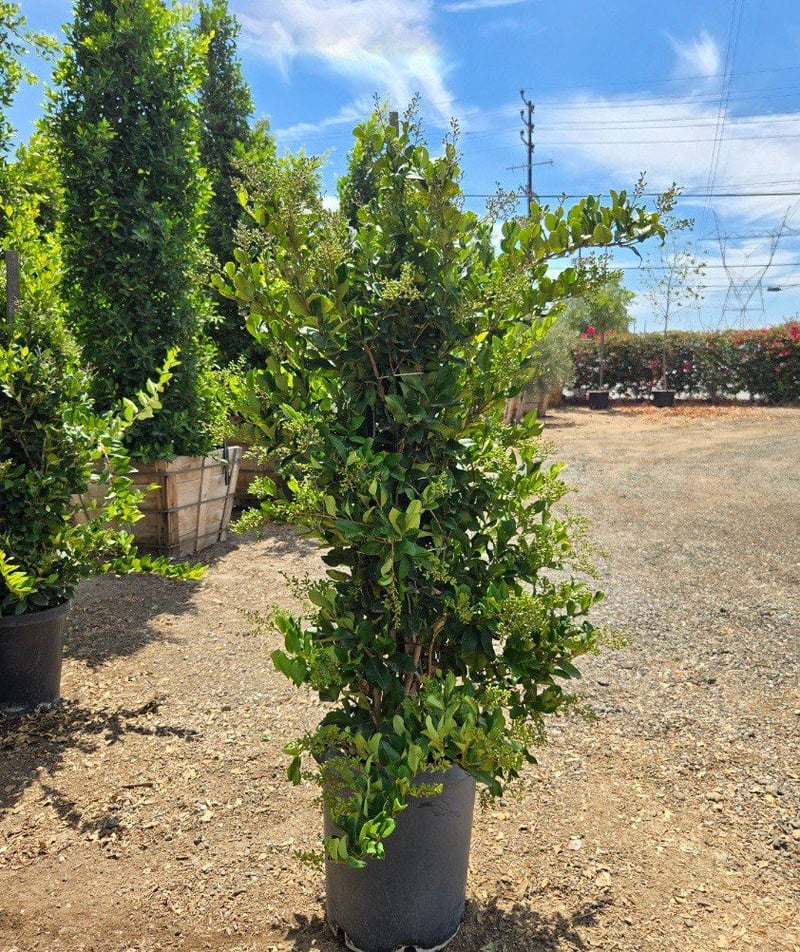Photo for Ligustrum japonicum 'Texanum' (Column) (Waxleaf Privet)