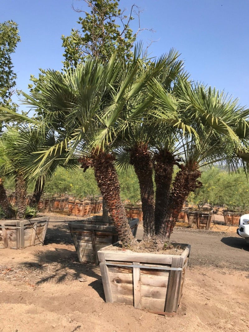 Photo for Chamaerops humilis (Multi) (Mediterranean Fan Palm)