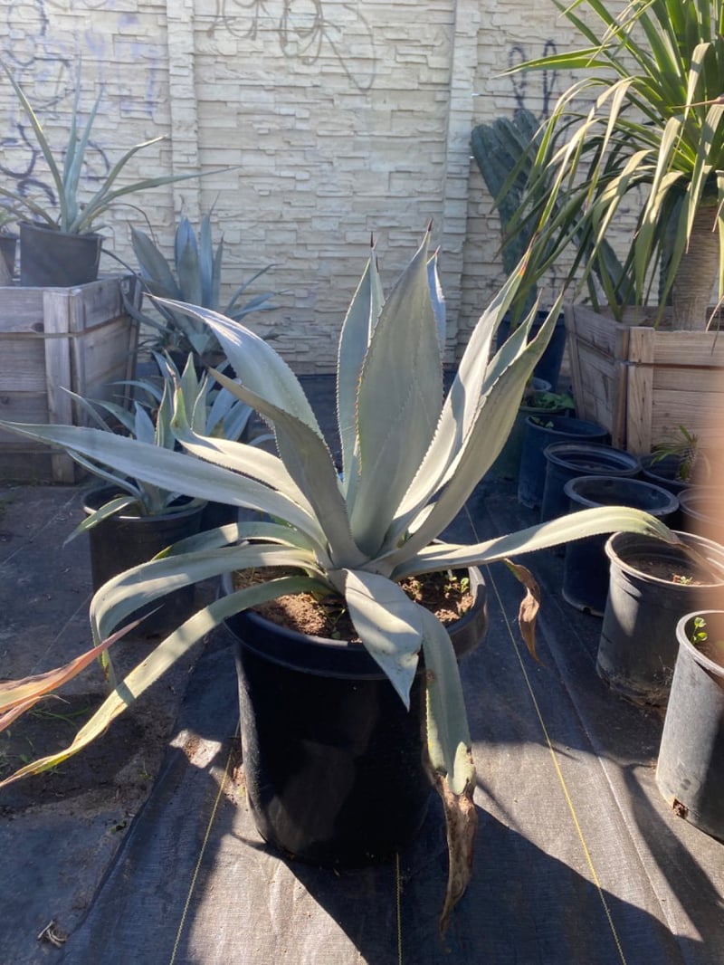 Photo for Agave franzosinii (Majestic Agave)
