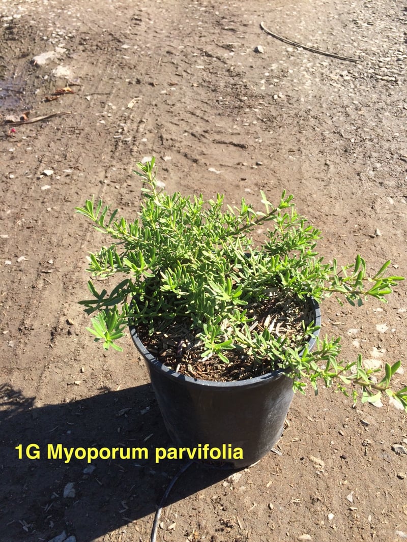 Photo for Myoporum parvifolium 'White' (M. p. 'Prostratum') (White Creeping Myoporum)