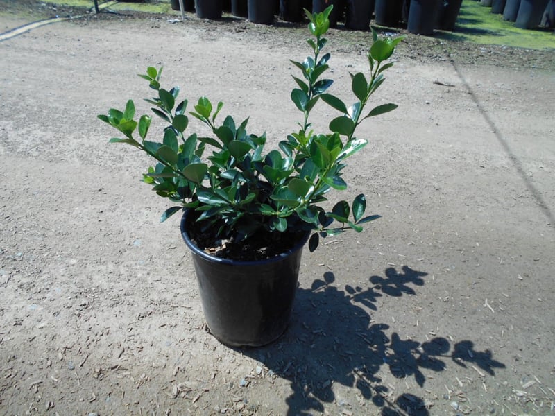 Photo for Euonymus japonicus 'Microphyllus' (Boxleaf Euonymus)