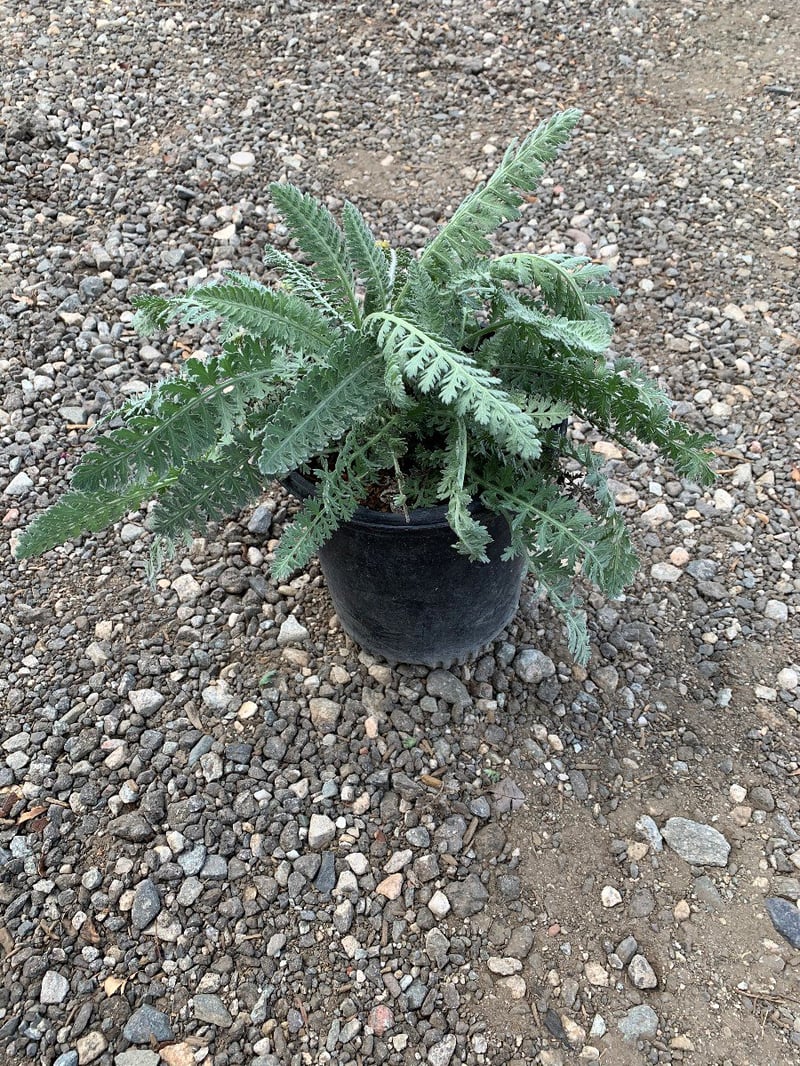 Photo for Achillea millefolium 'Yellow' (Yellow Yarrow)