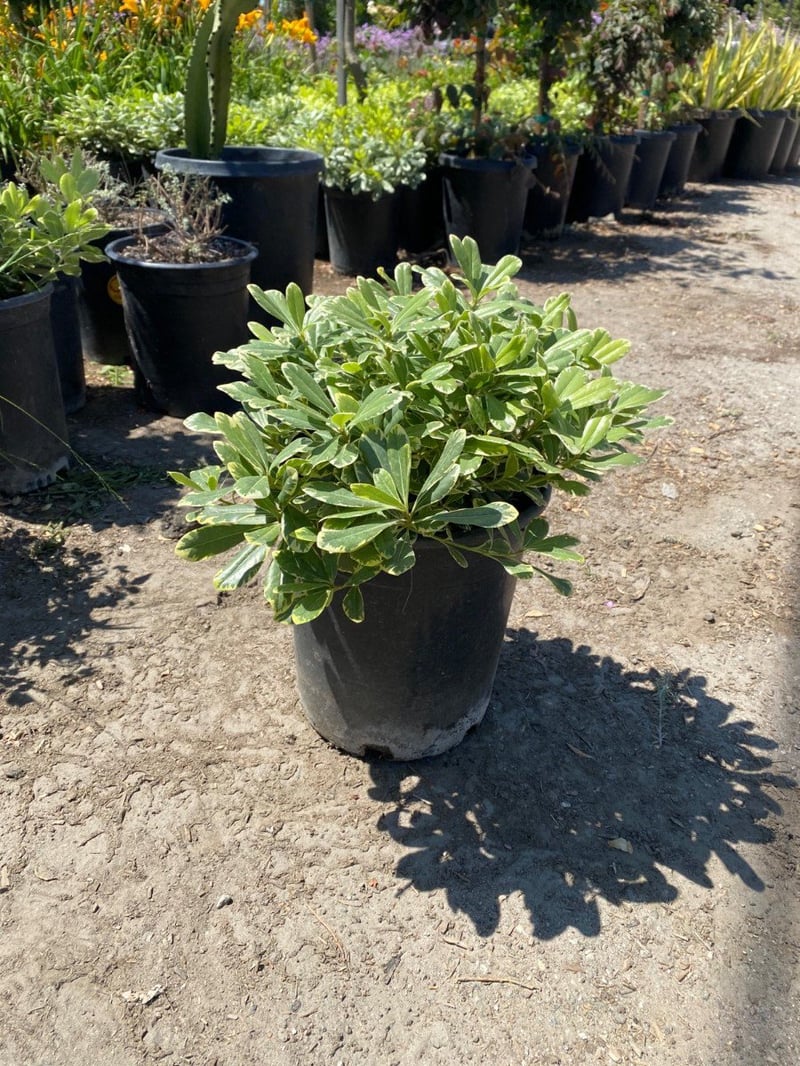 Photo for Pittosporum tobira 'Turner's Variegated Dwarf' (Turner's Variegated Dwarf Pittosporum)