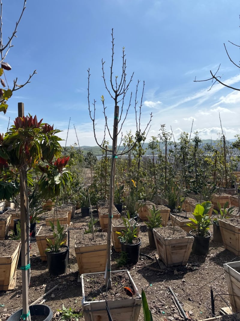Photo for Pyrus calleryana 'Bradford' (Standard) (Bradford Pear)