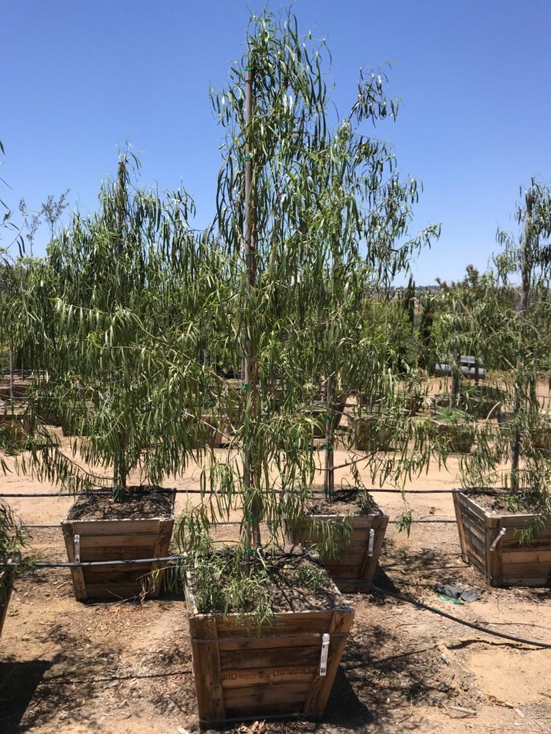 Photo for Geijera parviflora (Australian Willow)