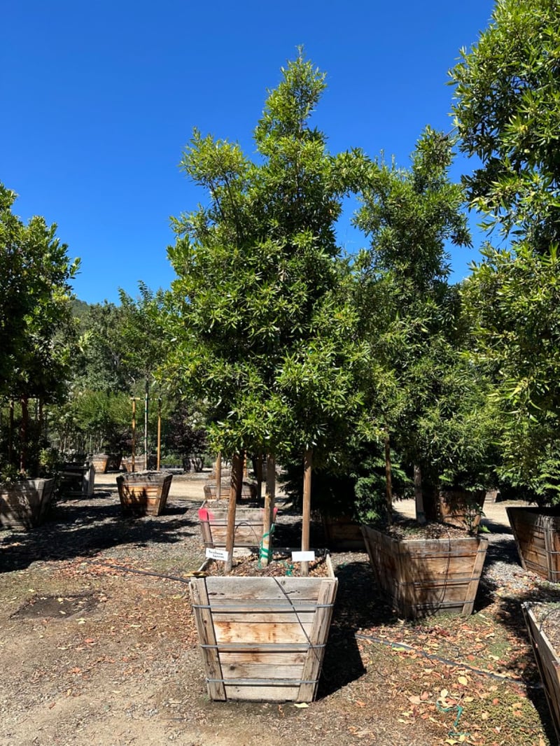 Photo for Tristaniopsis laurina (Standard) (Water Gum)
