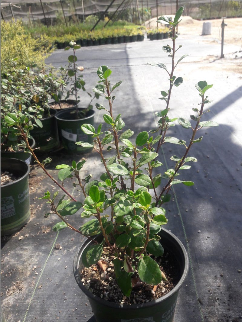 Photo for Ribes viburnifolium (Catalina Currant)