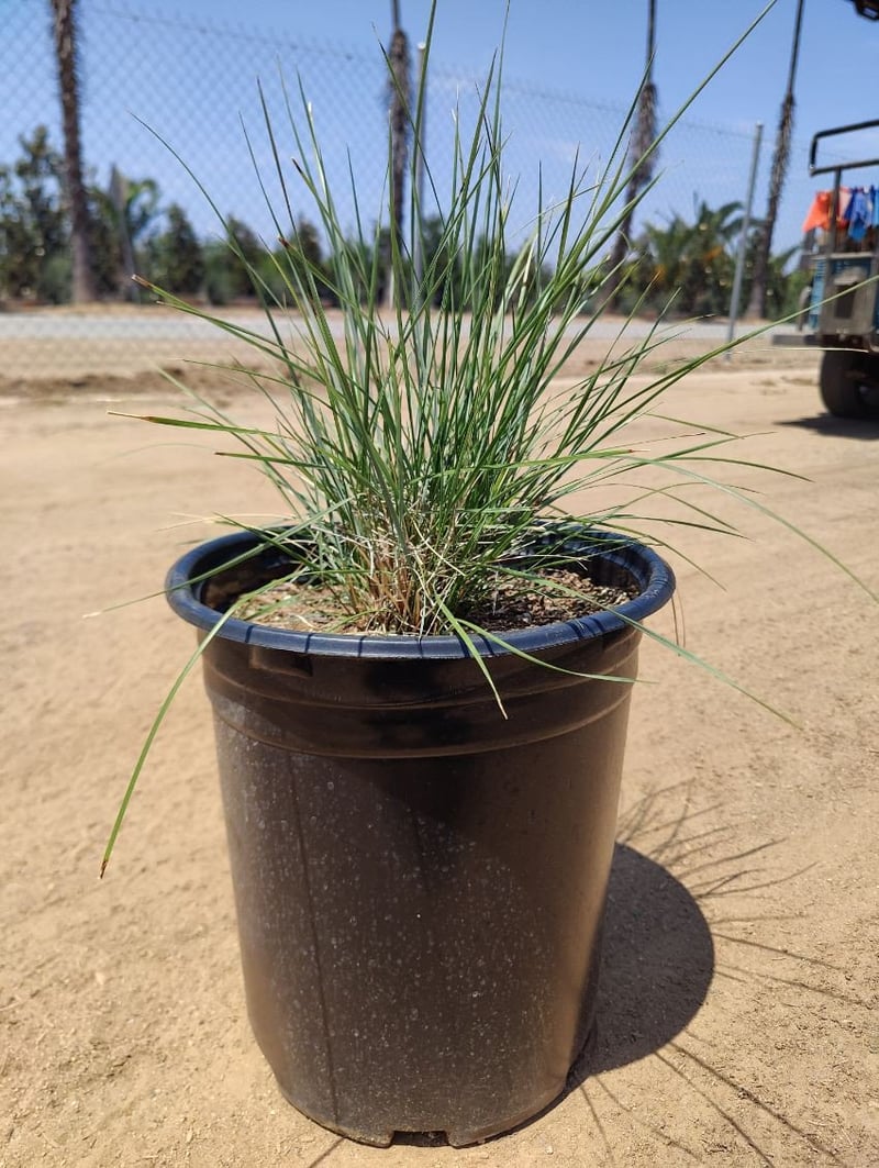 Photo for Muhlenbergia dubia (Pine Muhly)