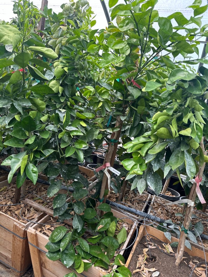 Photo for Citrus sinensis 'Navel' (Navel Orange)