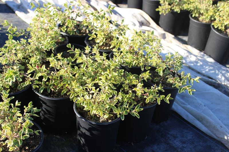 Photo for Correa 'Wyn's Wonder' (Variegated Australian Fuchsia)