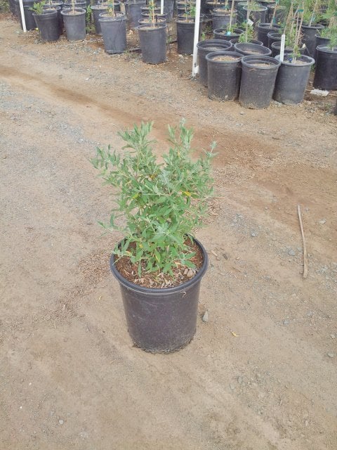 Photo for Salvia clevelandii 'Winnifred Gilman' (Sage 'Winnifred Gillman')