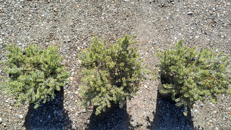 Photo for Westringia fruticosa 'Morning Light' (Morning Light Coast Rosemary)
