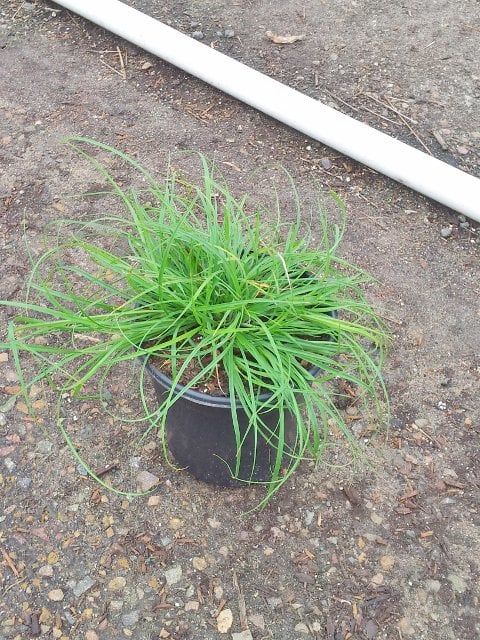 Photo for Carex tumulicola (Foothill Sedge)