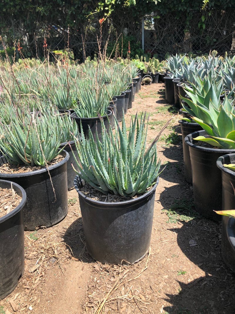 Photo for Aloe 'Blue Elf' (California Aloe, Blue Boy)