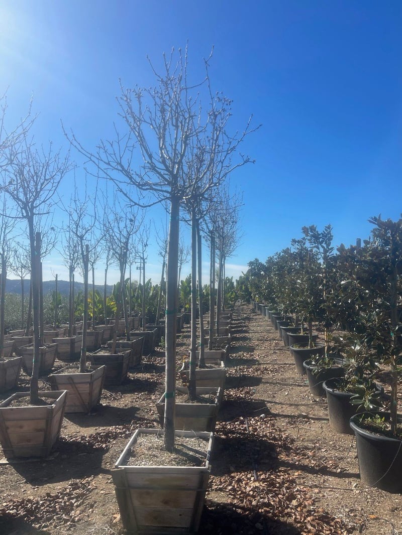 Photo for Pyrus calleryana 'Bradford' (Standard) (Bradford Pear)