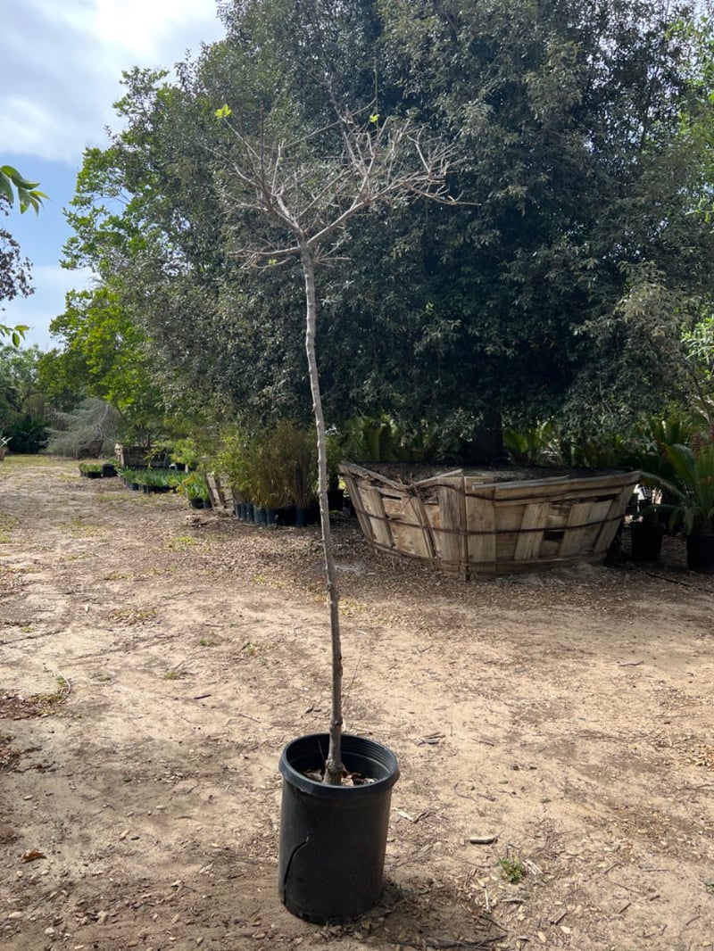 Photo for Chionanthus retusus (Chinese Fringe Tree)