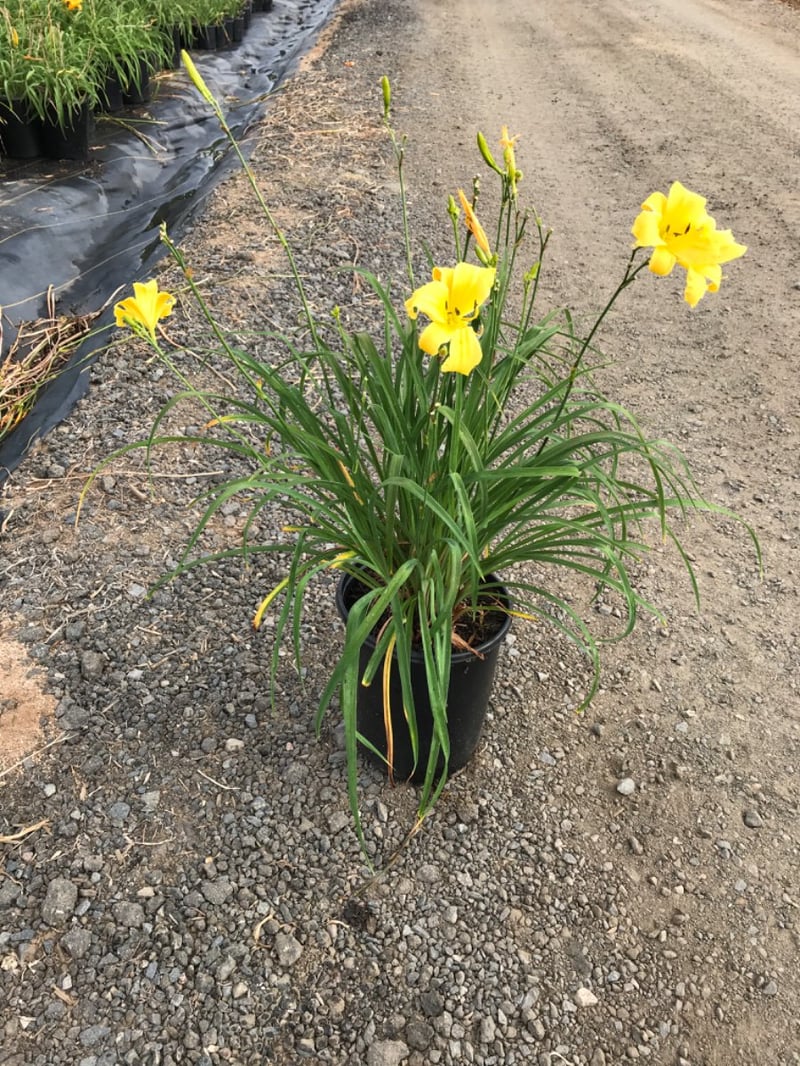 Photo for Hemerocallis hybrid 'Yellow' (Yellow Daylily)