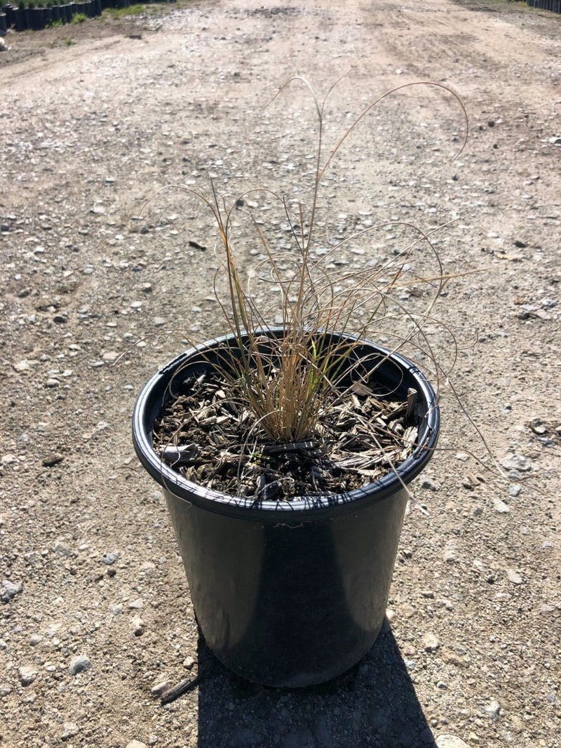 Photo for Aristida purpurea var. purpurea (Purple three awn)