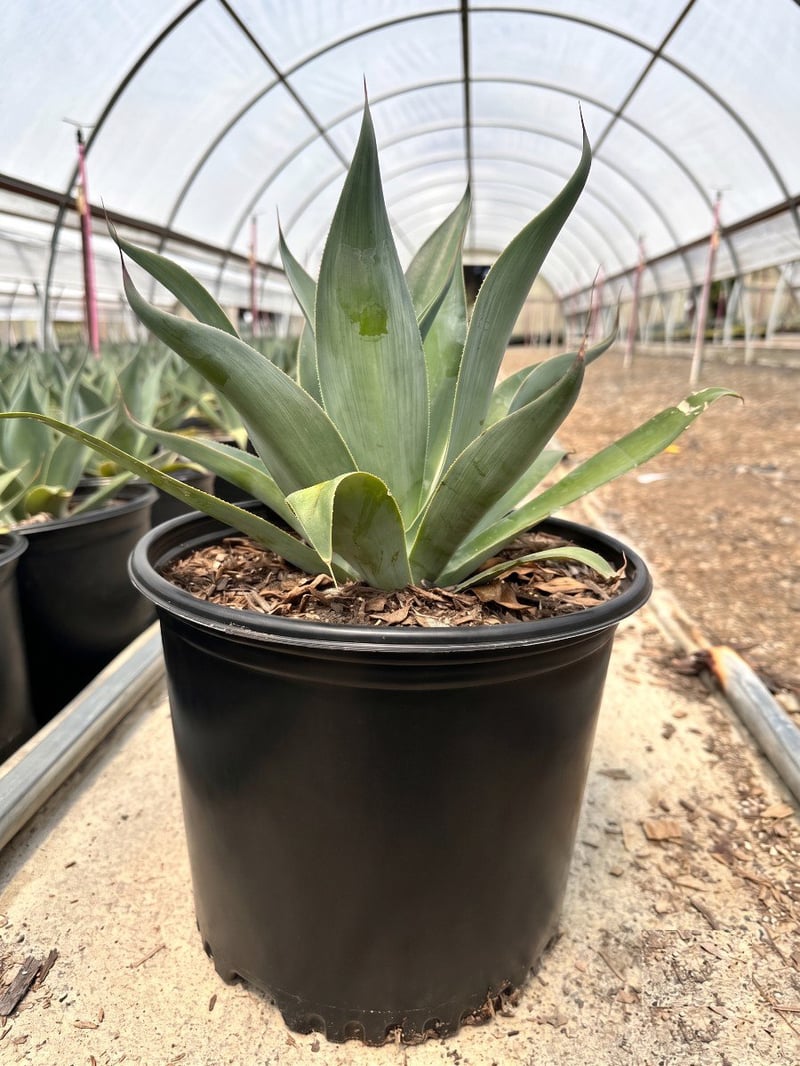 Photo for Agave attenuata 'Blue Flame' (Blue Flame Agave)