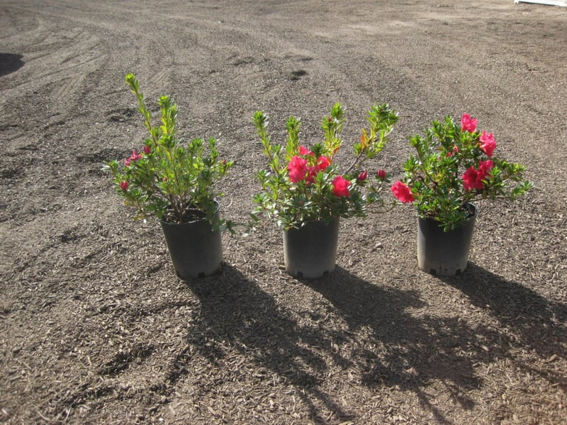 Photo for Rhododendron (Any red variety) (Red Azalea)