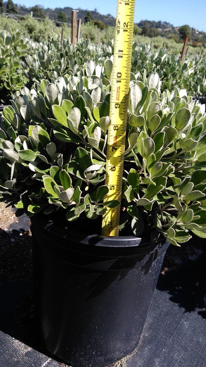 Photo for Pittosporum crassifolium 'Compactum' (Dwarf Karo)
