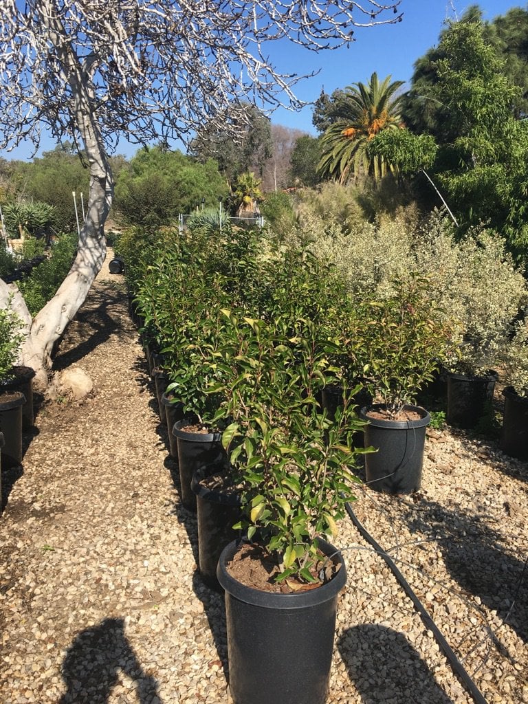 Photo for Ligustrum japonicum (Japanese Privet)