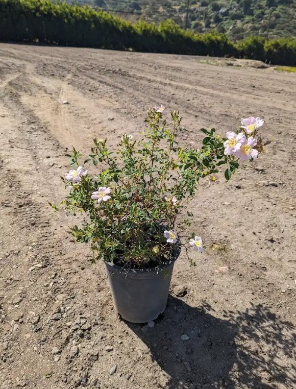 Photo for Rosa californica (California Wild Rose)