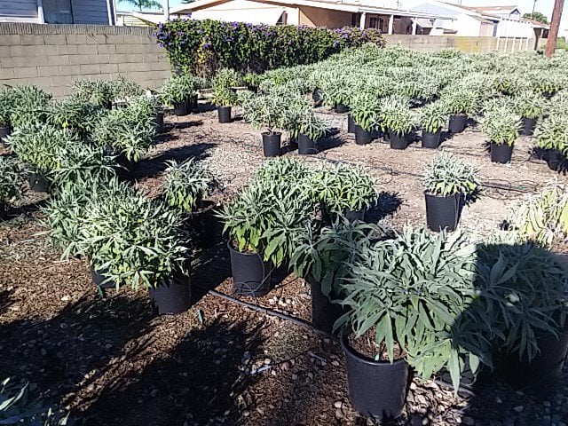 Photo for Echium candicans (E. fastuosum) (Pride of Madeira)