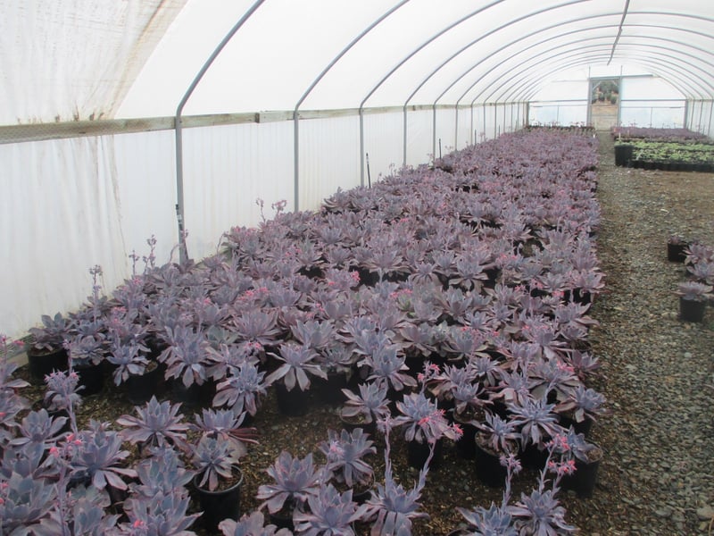 Photo for Echeveria 'Afterglow' (Echeveria 'Afterglow')