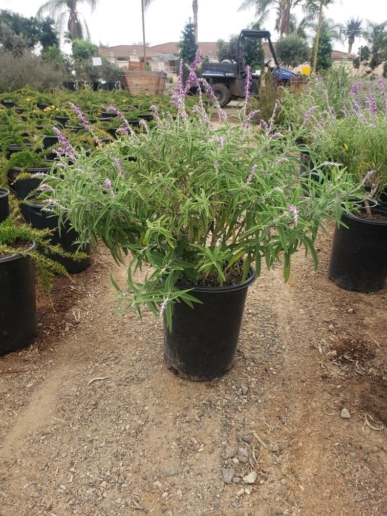 Photo for Salvia leucantha ‘Santa Barbara’ (Santa Barbara Sage)