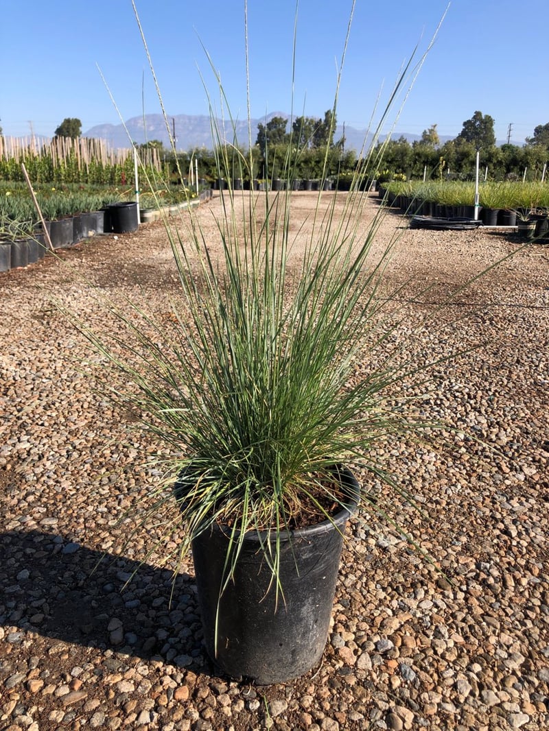 Photo for Muhlenbergia dubia (Pine Muhly)