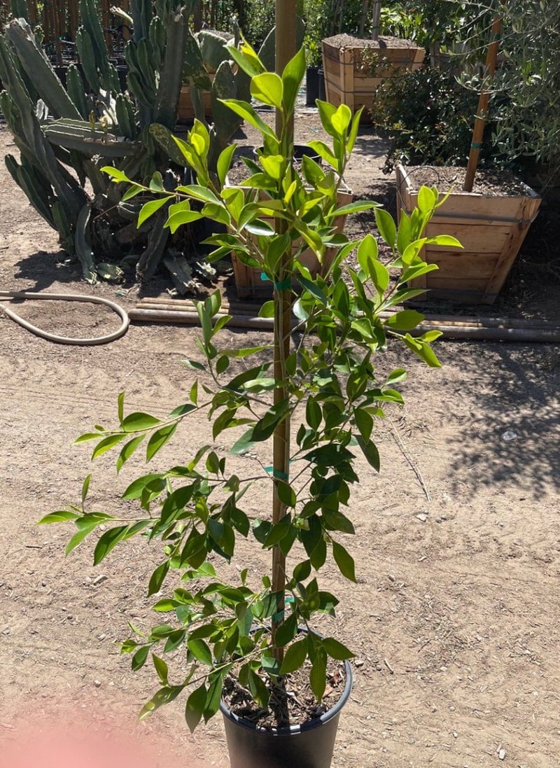 Photo for Jasminum angulare (South African Jasmine)