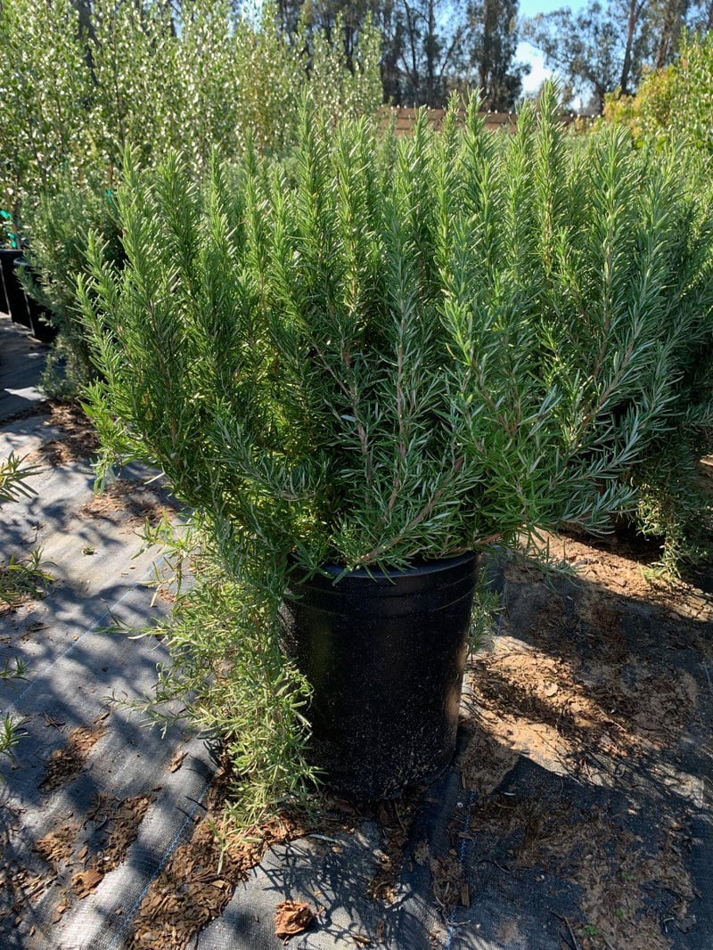 Photo for Rosmarinus officinalis 'Tuscan Blue' (Tuscan Blue Rosemary)