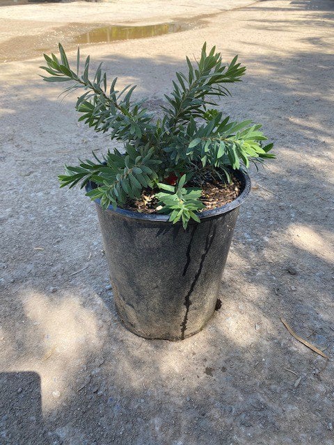 Photo for Callistemon viminalis 'Little John' (Little John Weeping Bottlebrush)