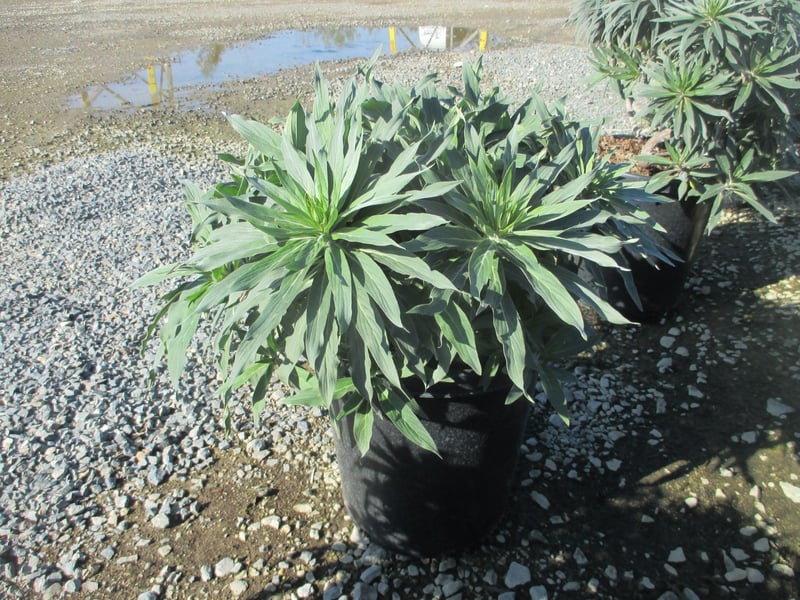 Photo for Echium candicans (E. fastuosum) (Pride of Madeira)