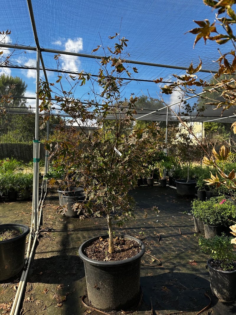 Photo for Acer palmatum 'Bloodgood' (Bloodgood Japanese Maple)