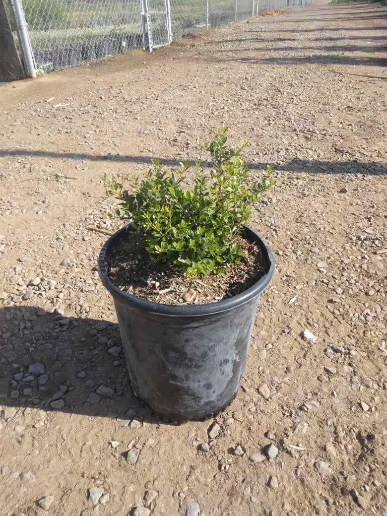 Photo for Ilex vomitoria 'Stokes' (Stoke's Dwarf Yaupon Holly)