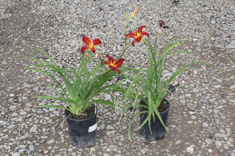 Photo for Hemerocallis 'Red' (Red Evergreen Daylily)