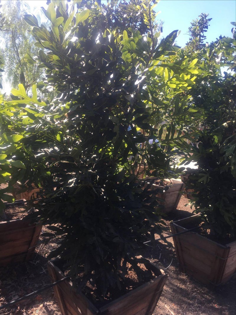 Photo for Stenocarpus sinuatus (Firewheel Tree)