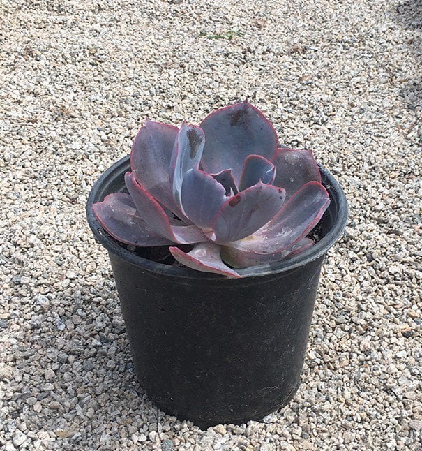 Photo for Echeveria 'Afterglow' (Echeveria 'Afterglow')