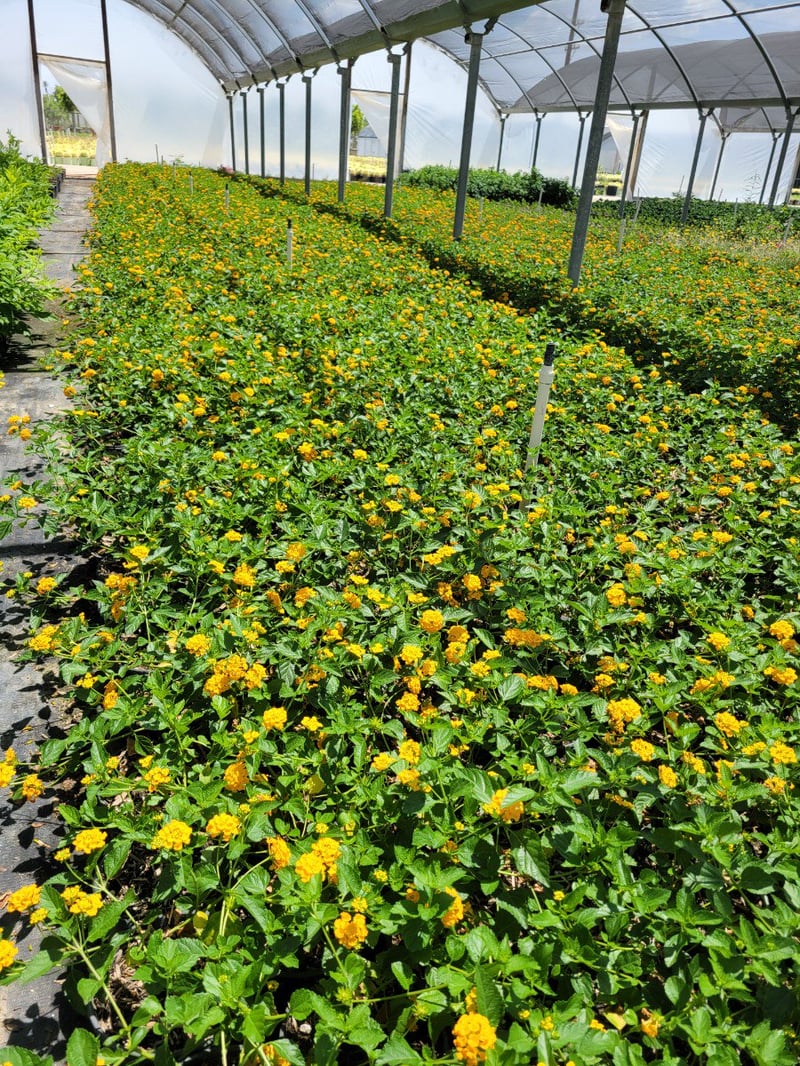 Photo for Lantana camara 'Monol' (Gold Rush Bush Lantana)