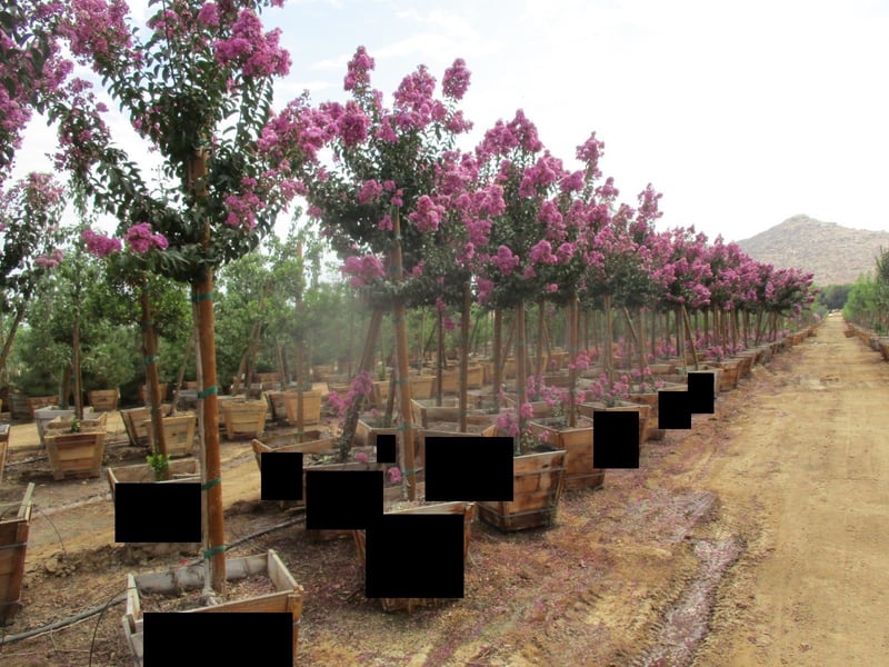 Photo for Lagerstroemia indica 'Purple' (Purple Crape Myrtle)