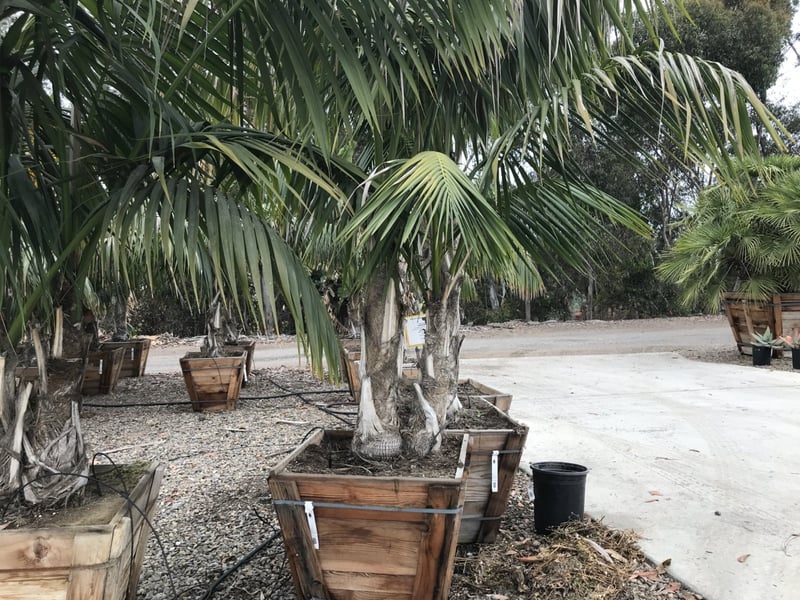 Photo for Howea forsteriana (Double Trunk) (Kentia Palm)