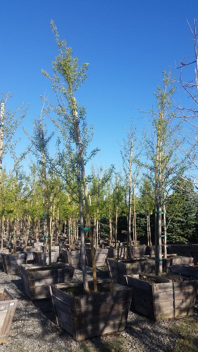 Photo for Ginkgo biloba (Maidenhair Tree)