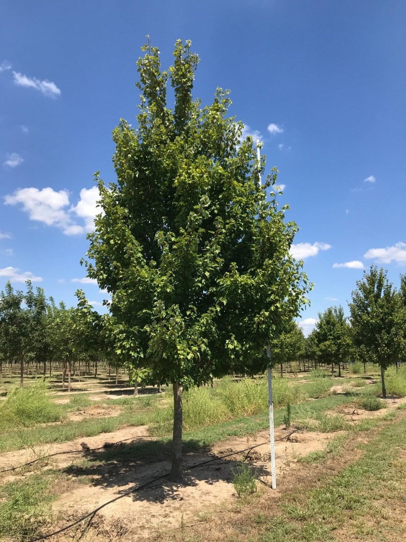 Photo for Acer rubrum 'October Glory' (October Glory Red Maple)