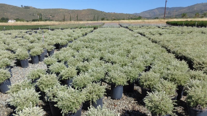 Photo for Westringia fruticosa 'Morning Light' (Morning Light Coast Rosemary)