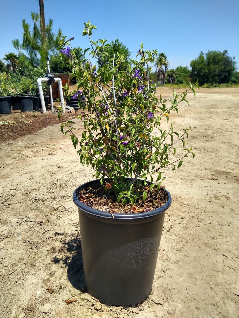 Photo for Ruellia peninsularis (Baja Ruellia)